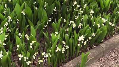 Convallaria majalis